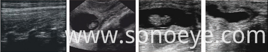 vet ultrasound